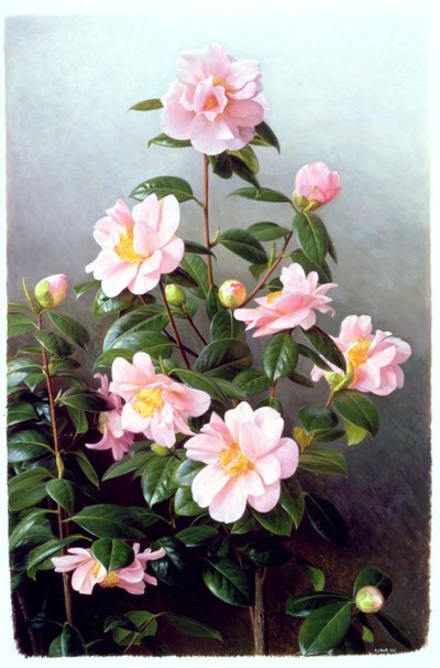 Camellia Japonica variëteit door Raymond Booth