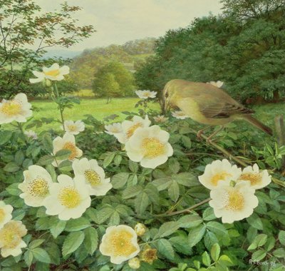 Veldroos en wilgenzanger door Raymond Booth