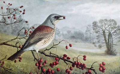 Veldfazant door Raymond Booth