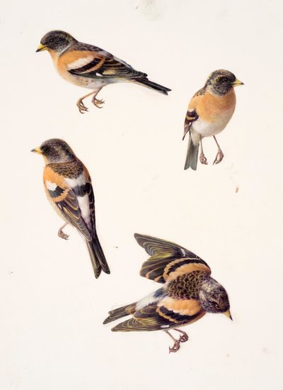 Vier studies van een brambling (olieverf op papier) door Raymond Booth