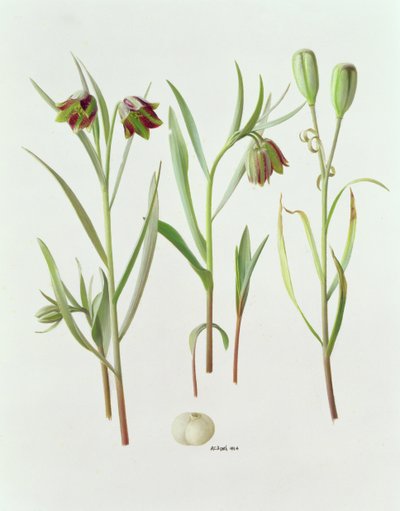 Fritillaria Kurdica door Raymond Booth