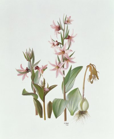 Fritillaria Stenanthera door Raymond Booth