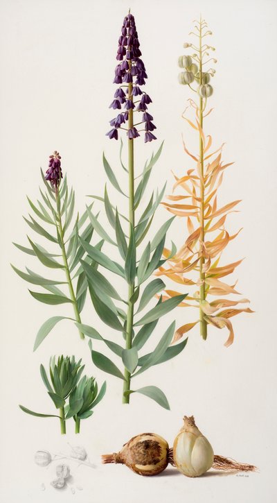 Fritillaria persica door Raymond Booth