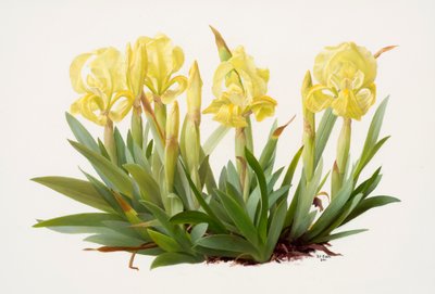 Iris lutescens (olieverf op papier) door Raymond Booth