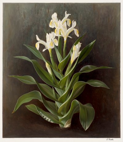 Iris willmottiana alba (olieverf op papier) door Raymond Booth