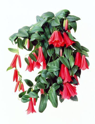 Lapegeria Rosea door Raymond Booth