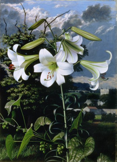 Lilium Smaragd, c.1959 (olieverf op board) door Raymond Booth
