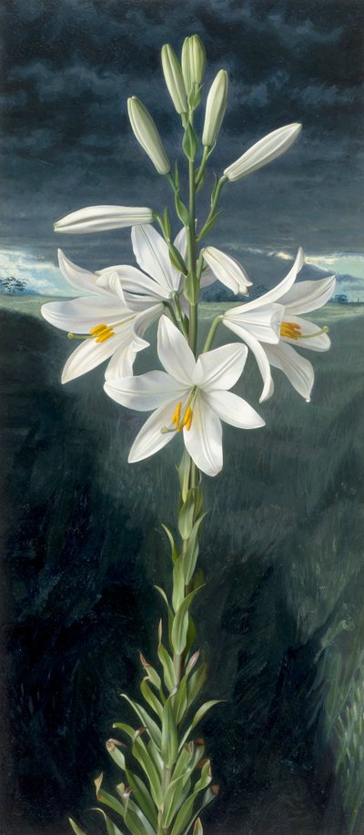 Madonnalelie (olieverf op board) door Raymond Booth