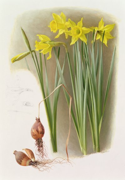 Narcis Hispanicas Bujei door Raymond Booth