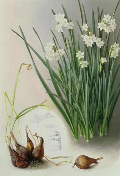 Narcis Pannizianus door Raymond Booth