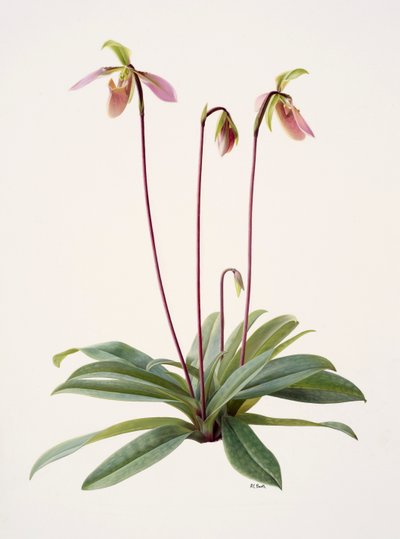 Pophiopedrium appletonianum (olieverf op papier) door Raymond Booth
