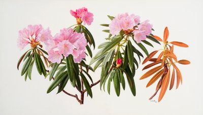 Rododendrons door Raymond Booth