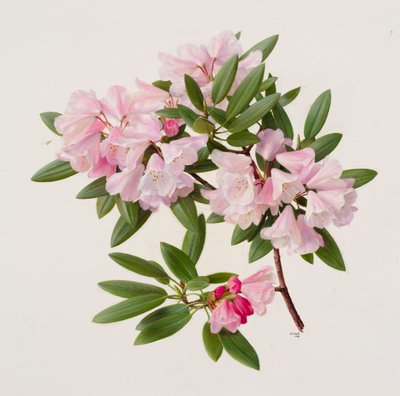 Rhododendron maculiferum anwheiense door Raymond Booth