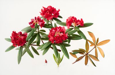 Rhododendron microgynum door Raymond Booth