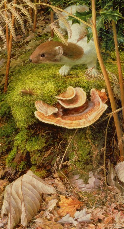Stoat in de winter, 2000 (olieverf op board) door Raymond Booth