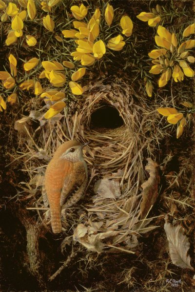 Studie van een Winterkoninkje op zijn nest in een Gorse Bush door Raymond Booth