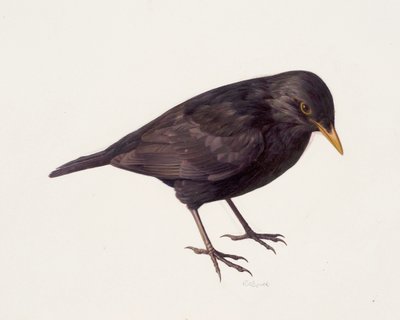 Studie van een merel (olieverf op papier) door Raymond Booth