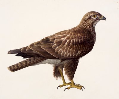 Studie van een buizerd (olieverf op papier) door Raymond Booth