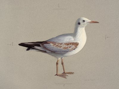 Studie van een juveniele kokmeeuw in winterkleed (olieverf op papier) door Raymond Booth