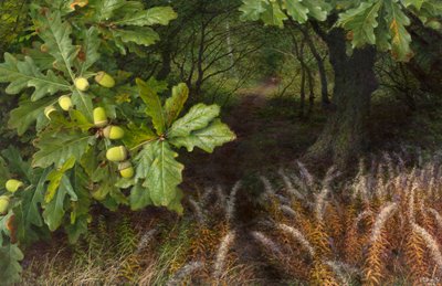 De weg naar het bos (olieverf op board) door Raymond Booth