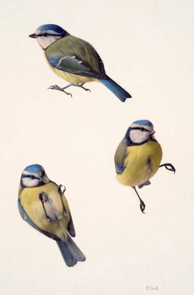 Drie studies van een pimpelmees (olieverf op papier) door Raymond Booth