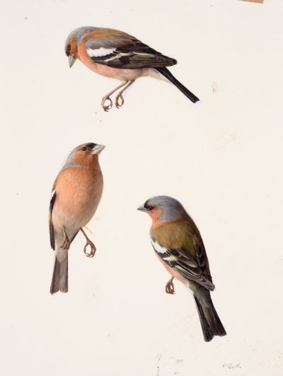 Drie studies van een vink (olieverf op papier) door Raymond Booth