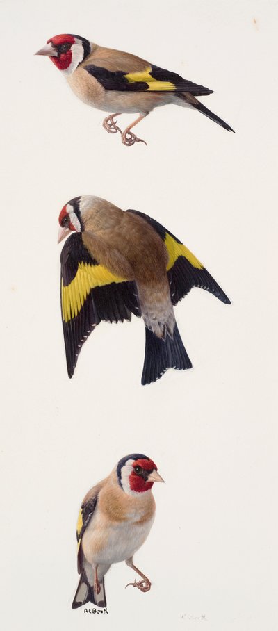 Drie studies van een distelvink (olieverf op papier) door Raymond Booth