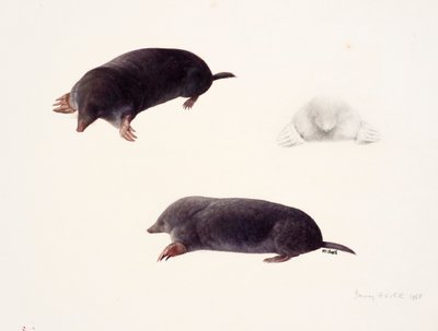 Drie studies van een mol door Raymond Booth