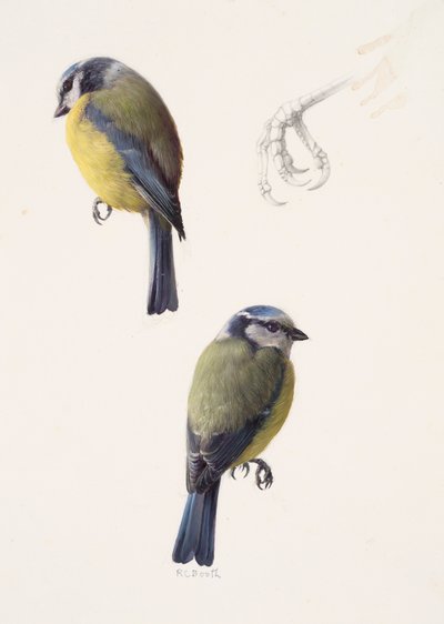 Twee studies van een pimpelmees (olieverf op papier) door Raymond Booth