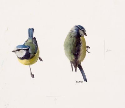 Twee studies van een pimpelmees (olieverf op papier) door Raymond Booth