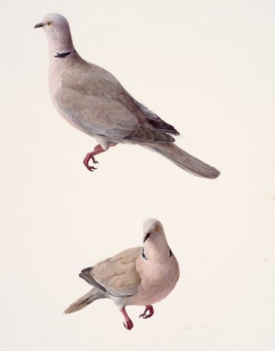 Twee studies van een gekraagde duif (olieverf op papier) door Raymond Booth