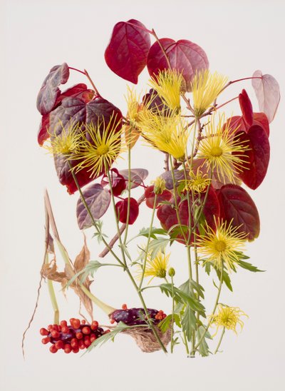 Ukon tachibana (olieverf op papier) door Raymond Booth
