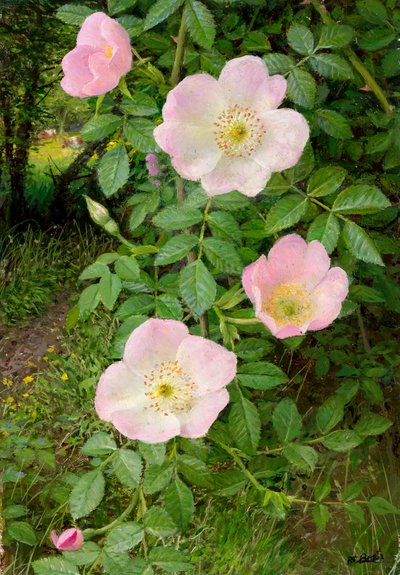 Wilde rozen (olieverf op board) door Raymond Booth