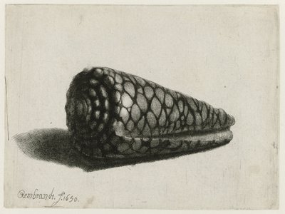 De schelp (Conus marmoreus) door Rembrandt van Rijn