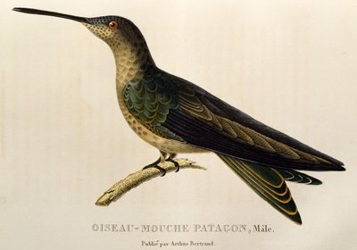 Reuzenkolibrie (Patagona gigas), gravure uit Les trochilidees ou les colibris et les oiseaux-mouches door René Primevère Lesson