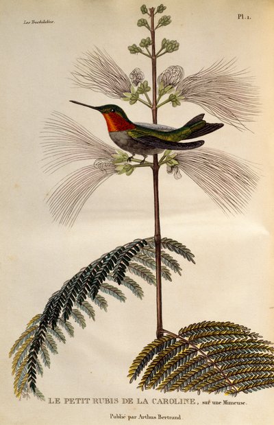 Robijnkeelkolibrie (Archilochus colubris), gravure uit Les trochilidees ou les colibris et les oiseaux-mouches door René Primevère Lesson
