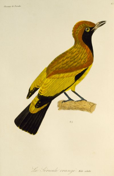 Volwassen mannelijke Maskerprieelvogel (Sericulus aureus), gravure uit de Histoire naturelle des oiseaux de paradis et des epimagues door René Primevère Lesson