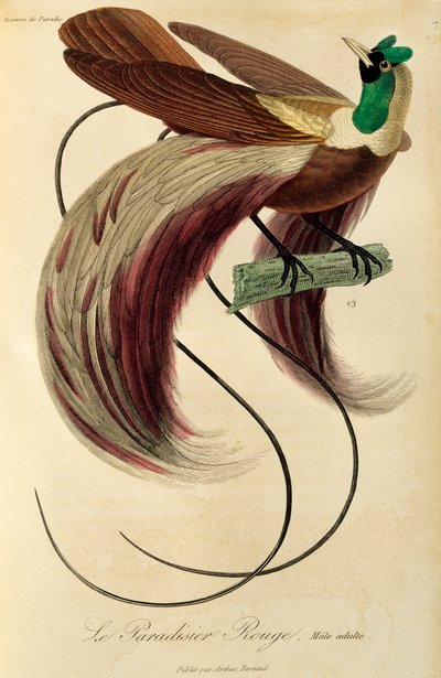 Volwassen mannelijke Rode Paradijsvogel (Paradisaea rubra), gravure uit Histoire naturelle des oiseaux de paradis et des epimagues door René Primevère Lesson
