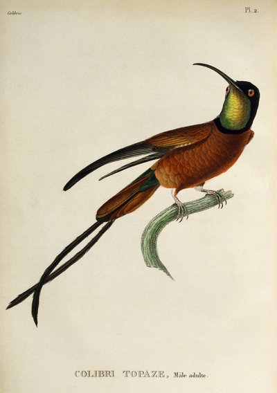 Crimson Topaz (Topaza pella), gravure uit Les trochilidees ou les colibris et les oiseaux-mouches door René Primevère Lesson