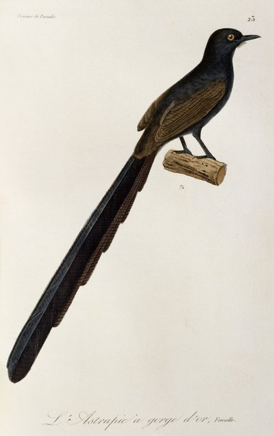 Vrouwelijke Gorget Paradijsvogel, gravure uit Histoire naturelle des oiseaux de paradis et des epimagues door René Primevère Lesson
