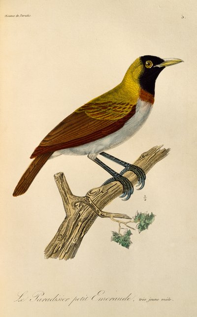 Juveniele mannelijke Kleine Paradijsvogel (Paradisaea minor), gravure uit Histoire naturelle des oiseaux de paradis et des epimagues door René Primevère Lesson