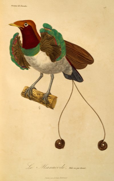 Mannelijke Koningsparadijsvogel (Cicinnurus regius), gravure uit Histoire naturelle des oiseaux de paradis et des epimagues door René Primevère Lesson