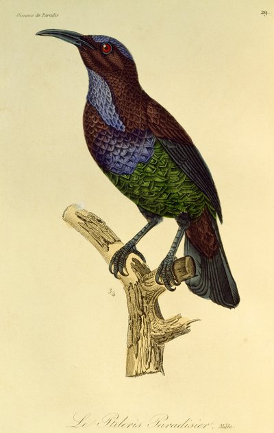 Mannetje van Paradijsgeweervogel (Ptiloris paradiseus), gravure uit Histoire naturelle des oiseaux de paradis et des epimagues door René Primevère Lesson