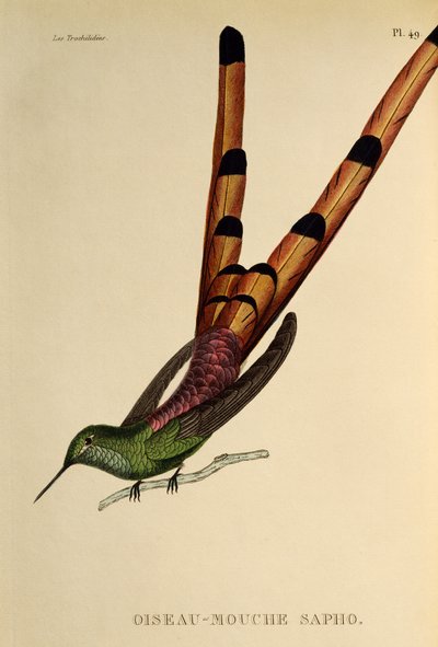 Roodstaart Comet (Sappho sparganurus), gravure uit Les trochilidees ou les colibris et les oiseaux-mouches door René Primevère Lesson