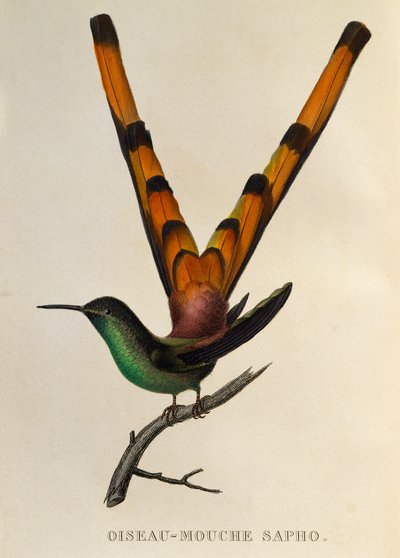 Roodstaartkomet, gravure uit Les trochilidees ou les colibris et les oiseaux-mouches door René Primevère Lesson