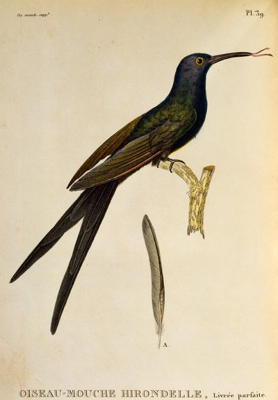 Zwaluwstaartkolibrie (Eupetomena macroura), gravure uit Les trochilidees ou les colibris et les oiseaux-mouches door René Primevère Lesson