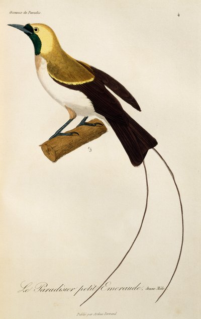 Jong mannetje van Kleine Paradijsvogel (Paradisaea minor), gravure uit Histoire naturelle des oiseaux de paradis et des epimagues door René Primevère Lesson