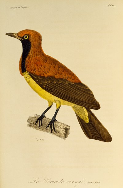 Jong mannetje van Gemaskerde Prieelvogel (Sericulus aureus), gravure uit Histoire naturelle des oiseaux de paradis et des epimagues door René Primevère Lesson