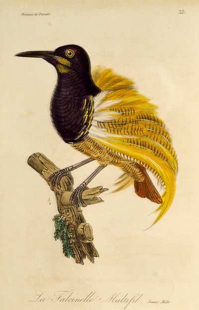 Jonge mannelijke Twaalfdradige Paradijsvogel (Seleucidis melanoleuca), gravure uit Histoire naturelle des oiseaux de paradis et des epimagues door René Primevère Lesson