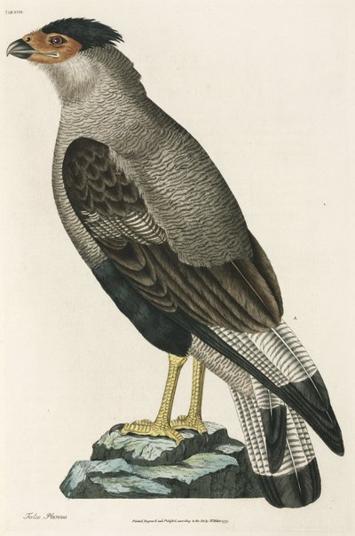 Kuifcaracara door John Pardon
